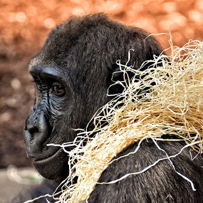 GORILLA TREKKING RWANDA
